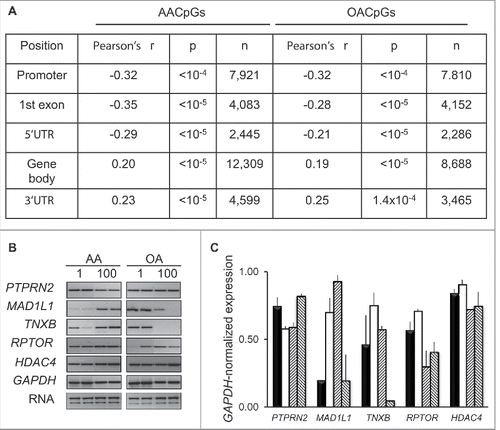 Figure 6. Effects of dose-dependent changes in DNA methylation on gene expression. A, Correlation between 100–1 μM AA or OA Δβ and expression array-based corresponding expression levels. B, RT-PCR analysis of selected genes following AA and AO stimulation of THP-1 cells for 24 h at 1 and 100 μM concentration. C, GAPDH RNA-normalized expression. The bars for each gene indicate, left to right: 1 μM AA, 100 μM AA, 1 μM OA, 100 μM OA, respectively.