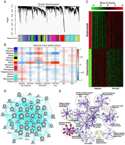 Figure 7. Identification of meta-modules related to PegIFNα treatment. (A) Cluster dendrogram of WGCNA analysis indicating expression of distinct gene modules. (B) Module-trait associations revealed that the green module was negatively correlated with treatment response, while the red module was positively correlated with PegIFNα treatment response. (C) Heatmap showed the expression of all genes in red and green modules at baseline and IFN-24W. (D) Genes in the green module were subjected to the STRING database to evaluate their hubness and the top 250 gene–gene interaction was displayed. Size of the dots represents hubness. (E) Functional enrichment analysis of genes in the green module demonstrated that these genes were enriched in pathway clusters including eukaryotic translation elongation, NADH dehydrogenase complex assembly, small molecule catabolic process, steroid metabolic process, etc. Different colours represent different clusters, and the size of dots represents enrichment significance.