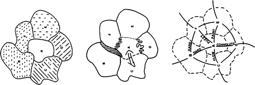 Figure 3. Polygons and duals.