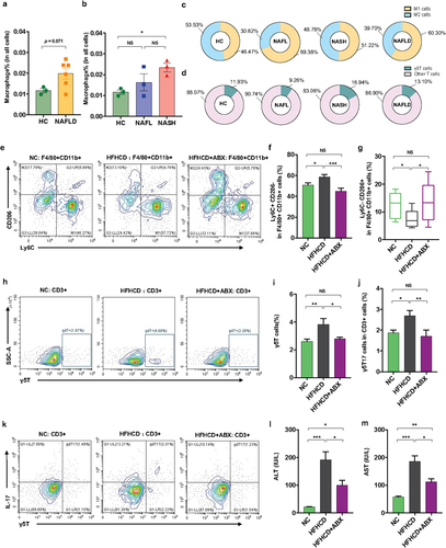 Figure 3. Hepatic γδT cells and proinflammatory macrophages were enriched in NASH patients and were controlled by antibiotics in HFHCD mice. (a and b) the percentages of hepatic macrophages were quantified by single-cell RNA sequencing. (c) the percentages of hepatic proinflammatory macrophages (M1 cells) and anti-inflammatory macrophages (M2 cells) and (d) the percentages of hepatic αβT cells and γδT cells in healthy controls and NAFL and NASH patients. Groups: HC, healthy controls, n = 3; NAFL, nonalcoholic fatty liver patients, n = 3; NASH, nonalcoholic steatohepatitis patients, n = 3. (e) Representative flow cytometric analysis of proinflammatory macrophages (Ly6C+ CD206− cells) and anti-inflammatory macrophages (Ly6C− CD206+ cells). Plots were gated on macrophages (F4/80+ CD11b+ cells). The percentages of proinflammatory macrophages (f) and anti-inflammatory macrophages (g) among macrophages were quantified by flow cytometry. (h) Representative flow cytometric analysis and (i) percentages of hepatic γδT cells were quantified by flow cytometry. Plots were gated on CD3+ T cells. (j) the percentages of hepatic IL − 17+ γδT cells were quantified by flow cytometry, and (k) representative flow cytometric analysis. n = 8 mice/group. (l and m) the levels of serum ALT and AST were measured at 18 weeks. (e-m) n = 10 mice/group. Groups: NC, normal chow control; HFHCD, high-fat high-carbohydrate diet; HFHCD + ABX, high-fat high-carbohydrate diet and oral treatment with antibiotics. Data are shown as the mean ± SEM or the median with interquartile range. p values were determined using one-way ANOVA or the Kruskal‒Wallis test. *p < 0.05, ** p < 0.01, *** p < 0.001.