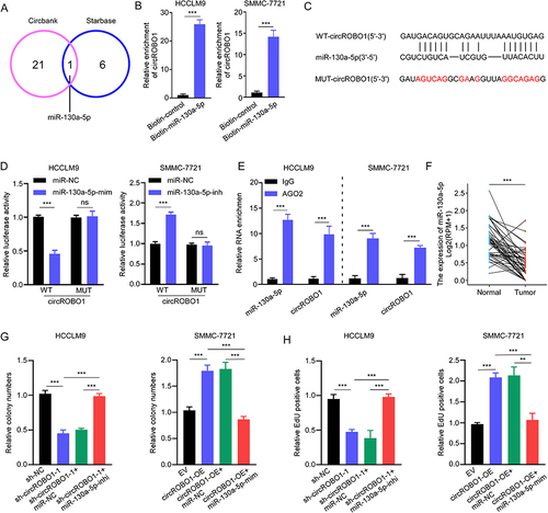 Figure 3 CircROBO1 functions as a sponge for miR-130a-5p. (A) Venn diagram showing potential target miRNAs of circROBO1 as predicted by Circbank and Starbase databases. (B) RNA pull-down with a biotin-labeled miR-130a-5p probe was conducted in HCC cell lines, the enrichment of circROBO1 was detected by qRT-PCR. (C) Schematic illustration of full length of wide type (WT) circROBO1 or a version where the miR-130a-5p-binding sites was mutated (MUT). (D) The luciferase activity of WT circROBO1 or MUT circROBO1 after transfection with miR-130a-5p mimic or inhibitor in HCCLM9 and SMMC-7721 cells, respectively. (E) RIP assay was performed to detect circROBO1 and miR-130a-5p binding to AGO2. (F) The expression of miR-130a-5p in HCC tissues and paired adjacent tissues from TCGA database. (G and H) The cell proliferative ability was detected in HCC cells as indicated treatments by colony formation (G) and EdU (H) assays. Data were presented as means ±SD. **P<0.01; ***P<0.001.