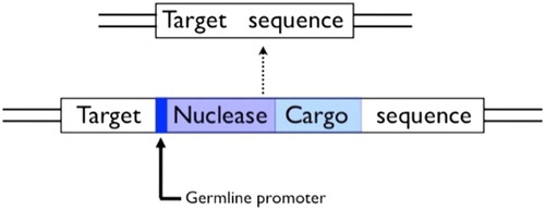 Figure 6. A homing construct for population-wide gene knock-ins. Note the cargo gene will itself need control sequences to ensure expression in the appropriate tissues.