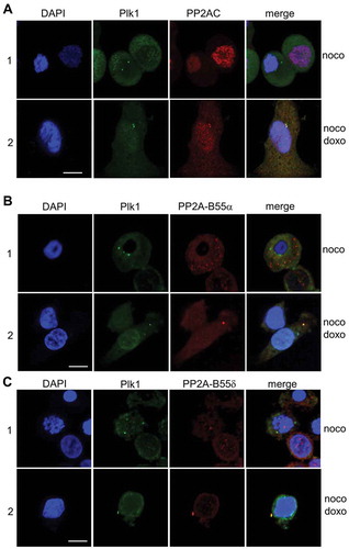 Figure 6. PP2A is co-localized with Plk1 in cells during mitotic DNA damage response. Subcellular co-localization of the endogenous PP2A catalytic subunit and Plk1 (A) and PP2A-B55 regulatory subunits and Plk1 (B) were detected by immunofluorescence analysis. 1, immediately after doxorubicin treatment in mitotic cells (0h); 2, cells regrown in fresh media for recovery from mitotic DNA damage for 6 h (6h). Nuclear detection was performed by DAPI staining. Plk1 and PP2A-C/PP2A-B55 were indicated as FITC and Cy3 signals, respectively. Scale bar indicates 50 μm.
