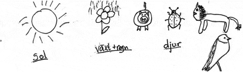Figure 3. Group F, Grade 6, illustrates that the sun, a plant and rain as well as animals are needed for the food web to function. The explanatory text in Swedish means, from left to right, sun, plant + rain, animals.