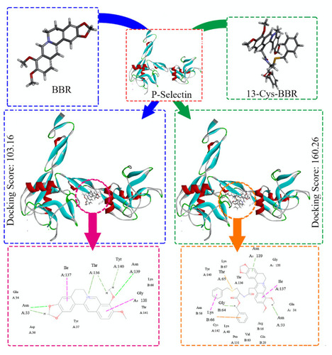 Figure 4 Docking feature of 13-Cys-BBR and BBR in the active site of P-selectin, as well as the docking scores of them.