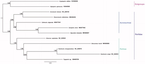 Figure 1. Phylogenetic analyses of Calineuria stigmatica based on the concatenated nucleotide sequences of the 13 PCGs and two rRNAs. The NCBI accession number for each species is indicated after the scientific name.