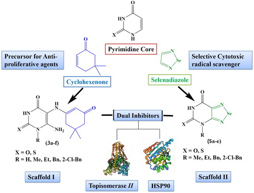 Figure 2. Design of scaffolds I and II as dual inhibitors of Topoisomerase II and HSP90.