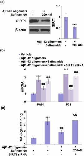 Figure 7. Silencing of SIRT1 abolished the inhibitory effects of Safinamide on oxidative stress and cellular senescence against Aβ1-42 oligomers. Cells were transfected with SIRT1 siRNA, followed by incubation with Aβ1-42 oligomers with or without safinamide (200 nM). (a). Western blot analysis demonstrated successful knockdown of SIRT1; (b). mRNA of PAI-1 and p21; (c). SA-β-gal staining (***, P < 0.005 vs. vehicle group; ##, P < 0.01, vs. Aβ1-42 oligomers group; &&, P < 0.01 vs. Aβ1-42 oligomers+safinamide).