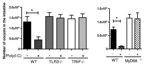 Figure 2. The protection of neonates against Cryptosporidium parvum induced by poly(I:C) required both TRIF and MyD88. Three-day-old neonatal mice were orally infected with C. parvum and received one intraperitoneal injection of poly(I:C) (4 µg/g) 5 d later. These graphs show the intestinal parasite load 24 h after poly(I:C) injection, in neonatal mice lacking TLR3, TRIF and MyD88 (*P < 0.05).