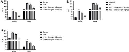 Figure 10 Effect of Gossypin on the proinflammatory parameters in serum and heart tissue of ISO induced MI rats. (A) TNF-α, (B) IL-1β and (C) IL-6. Values are presented as mean± standard error mean (SEM). Where *P<0.05 and ***P<0.001 were consider as significant, more significant and extreme significant. All group contains 6 rats.