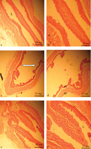 Figure 3. Aorta histological sections of control, diabetic and diabetic-tempol treated rats stained with HE. a and b control: show intact structure of the aorta L artery lumen, PI inner wall intima, M media. c and d diabetic rat: show arterioplasty (white arrow) with thinning of the inner wall and resorption of the media. e and f diabetic treated with tempol restoration of L lumen caliber and intima structure (150X and 300X).