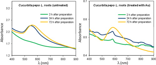 Figure 3. Absorption spectra of root extracts from Cucurbita pepo L. from roots of plants grown in the absence of metal ions (A) and in the presence of Au(III) 100 µ M (B), as described in the text.