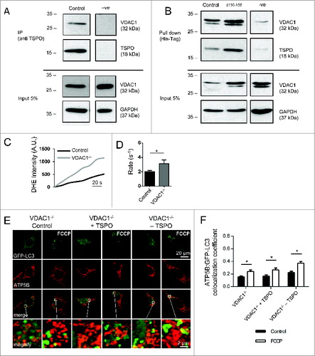 Figure 8. The indispensable role of VDAC1 in the mitophagy inhibition by TSPO. (A) Cell lysates from WT MEFs were immunoprecipitated with anti-TSPO antibodies and associated VDAC1 was detected with anti-VDAC1 antibodies by western blotting; VDAC1 co-immunoprecipitates with TSPO. Five% of the lysate used for the immunoprecipitations was loaded for the input and probed with anti-VDAC1 (illustrating VDAC1 input) and anti-GAPDH (illustrating total protein input). (B) Lysates from WT MEFs expressing His-Tagged TSPO were used in affinity isolation reactions. Isolated TSPO and VDAC1 were detected with anti-TSPO and anti-VDAC1 antibodies by protein gel blotting. TSPO with the CRAC deletion is still able to interact with VDAC1. Five% of the lysate used for the affinity isolation reaction was loaded for the input and probed with anti-VDAC1 (illustrating VDAC input) and anti-GAPDH (illustrating total protein input). ROS generation was calculated by recording the rate of uptake of the O2−-sensitive dye dihydroethidium (DHE). (C) Depicts representative traces collected in MEFs while (D) summarizes mean uptake rate (P < 0.05; n > 10 cells). (E) Representative images of TSPO-modulated VDAC1−/- MEFs before and after treatment with FCCP (20 μM) for 4 h. A magnification of the merged images is shown in areas demarcated by the white box. (F) Quantification of the degree of mtRFP:GFP-LC3 colocalization in VDAC1−/− MEFs (n> 15 cells; P < 0.05).