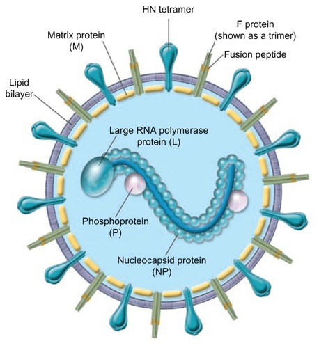 Figure 1 Schematic of the parainfluenza virion.© 2005, American Society for Clinical Investigation. Reproduced with permission from Moscona A. Entry of parainfluenza virus into cells as a target for interrupting childhood respiratory disease. J Clin Invest. 2005;115(7):1688–1698.Abbreviation: HN, Hemagglutinin-neuraminidase protein.