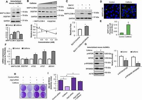 Figure 3. Caffeine induces autophagy by inhibiting MTOR signaling. Knockdown of ATG5 abolished the inhibition of aortic smooth muscle cell proliferation by caffeine. Immunoblot analyses of the key autophagic marker proteins MAP1LC3B-II and SQSTM1/p62 were performed in (A) immortalized mouse AoSMCs treated ± caffeine (2 mM) for 48 h. Representative immunoblots and quantitative analyses of MAP1LC3B-II and SQSTM1 are shown. Relative densities are plotted as bar graphs. (B) Dose-dependent effects of caffeine on MAP1LC3B-II and SQSTM1 in immortalized mouse AoSMCs treated with serial dilutions of caffeine (0.0, 0.25, 0.50, 1.0 and 2.0 mM) for 48 h. Immunoblots were performed and quantified. (C) Autophagic flux analyses by immunoblot of immortalized mouse AoSMCs treated ± caffeine (2 mM for 48 h) ± bafilomycin A1 (50 nM for 5 h). Quantitative analyses of autophagy flux was calculated by determining the ratio of blot intensities of MAP1LC3B-II in bafilomycin A1 (lysosomal inhibitor)-treated cells to those that were not treated with bafilomycin A1. Results are plotted as bar graphs showing autophagic flux. (D) Immunofluorescence analyses of endogenous Maplc3b-ii for autophagic puncta formation in cells treated ± caffeine (2 mM for 48 h). Images were taken at 40x magnification and representative images are shown. (E) Quantitative analysis of MAP1LC3B-II fluorescence normalized to nuclear stain (Hoechst 33,258, Sigma). Results shown are the number of MAP1LC3B-II-positive puncta per cell. (F) RT-qPCR analyses in immortalized mouse AoSMCs treated with caffeine (2 mM; 48 h) for key autophagy marker genes (Map1lc3b, Sqstm1, Atg5, Atg7 and Becn1). Immunoblotting to analyze MTOR signaling (phosphorylation of MTOR and its downstream target RPS6KB/p70S6K was performed on (G) immortalized mouse AoSMCs, treated ± caffeine (2 mM) for 48 h. Crystal violet staining performed on immortalized Atg5 knockdown mouse AoSMCs treated ± caffeine (2 mM for 48 h) and absorbance was plotted as an arbitrary unit. Shown here are representative images of wells (H) containing cultured cells treated ± caffeine (2 mM) for 48 h. Crystal violet stain was dissolved in 10% acetic acid and colorimetric measurement was performed (I). Results are expressed as mean ± SD. The statistical significance of differences (*P < 0.05) was assessed by a one-way or two-way ANOVA wherever applicable, followed by Tukey’s multiple-comparisons test, N = 3.