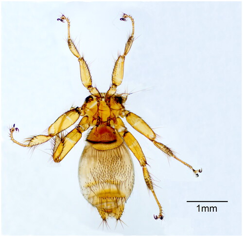 Figure 1. Representative of N. formosana collected in this study (the photo was taken by Xiaoyan Zheng).