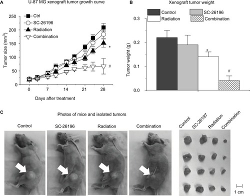 Figure 3 The D6D inhibitor sensitized a xenograft glioblastoma tumor model to radiation therapy.Notes: (A) Measured tumor size during a 4-week treatment of vehicle control, SC-26196, radiation, or their combination. (B) Measured tumor weight at the endpoint. (C) Representative photos of mice and isolated tumor tissues at the end of the treatment. White arrows indicate tumor site. All quantification data are represented as the mean ± SD with eight mice per treatment group. *A significant difference vs control with P<0.05. #A significant difference vs control and the single treatment group with P<0.05.Abbreviations: D6D, delta-6-desaturase; PGE2, prostaglandin E2.