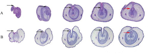 Figure 2. Serial histological sections of rat embryonic external genitalia at ED19. Histological analysis of embryonic external genitalia at ED19 by H&E staining. The orientation is from the distal end (left) to the proximal aspect of the GT (right). Black arrow, urethral plate; red arrow, tubular urethra. Notably, the GT of a male rat treated with 750 mg/kg/d DEHP (hypospadias group) showed delays in preputial development and abnormal closure of the urethral seam (B), which differed significantly from the findings in a control male rat (A). (original magnification, ×40)