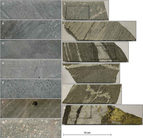 Figure 4. Drill core images of the different rock types at Liikavaara (A–G) and vein-, alteration- and mineralisation-styles (H–M). A. Hanging wall (metavolcaniclastic rock). B. Hanging wall (clast-rich metavolcaniclastic rock). C. Host rock (biotite schist). D. Aplite dyke. E. Host rock (amphibole gneiss). F. Footwall (metavolcaniclastic rock). G. Footwall intrusion (granodiorite). H. Porphyritic aplite dyke. I. Foliated aplite dyke with thin quartz-tourmaline-sulphide veins parallel to foliation. J. Quartz-calcite veins in biotite schist, parallel to foliation. Some sulphides occur in the veins, especially molybdenite at the borders. A dark selvage of biotite, tourmaline and epidote is developed at the contact of the largest quartz vein within the biotite schist (see black rectangle). K. Cross-cutting quartz-calcite vein in biotite schist. The biotite schist transitions to amphibole gneiss towards the bottom. L. Deformed quartz-calcite-sulphide vein in biotite-amphibole schist. M. Quartz-tourmaline-calcite-sulphide vein. Chalcopyrite fills interstices between tourmaline grains and more massive chalcopyrite and pyrrhotite extend into quartz. Several scheelite grains occur in the quartz-rich part of the vein (within the black rectangle).