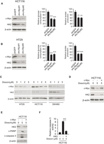 Figure 4 Dioscin inhibited hexokinase-2 expression by downregulating c-myc. (A, B) c-myc knockdown suppressed hexokinase-2 expression and tumor glycolysis. HCT-116 (A) or HT-29 (B) cells were transfected with c-myc shRNA, the expression of hexokinase-2 in transfected cells (left), glucose consumption (middle) or lactate production (right) was examined. (C) Dioscin reduced c-myc expression in CRC cells. CRC cells were treated with indicated concentrations of dioscin, and the expression of c-myc was detected. (D) Exogenous overexpression of c-myc attenuated hexokinase-2 suppression by dioscin. HCT-116 cells were transfected with plasmids overexpressing c-myc and then treated with 5μM dioscin, the expression of c-myc and hexokinase-2 was detected. (E, F) c-myc ectopic overexpression attenuated dioscin-induced cell apoptosis. HCT-116 cells were transfected with plasmid overexpressing c-myc and then treated with 5μM dioscin, and the expression of HK-2, cleaved PARP and caspase-3 (E) or the activity of caspase-3 (F) was measured. **p<0.01, ***p<0.001 represented significant differences.