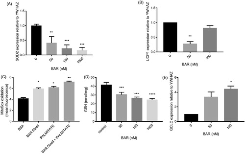 Figure 3. BAR affects MCF7 antioxidant gene expression relative to YWHAZ and increases oxidative stress. MCF7 cells were seeded (3 × 105 cells/well) overnight prior to treatment with BAR (0–100 nM), palmitate (25 μM) and rosiglitazone for 24 h. Cells were removed by scraping and RNA was extracted for qPCR analysis of (A) GCLC; (B) UCP1; and (E) SOD2 mRNA. (C) For measuring oxidative stress, superoxide was determined in MCF7 by incubating with MitoSOX Red (1.25 μM) for 30 min prior to scraping and analysis by flow cytometry and (D) GSH was determined using the recycling assay. Results are expressed as the mean ± standard error of mean of at least three independent experiments where asterisk represents p < 0.05, **p < 0.01, ***p < 0.005 and ****p < 0.0001. Hash represents p < 0.05 for palmitate treatment compared to no palmitate treatment.