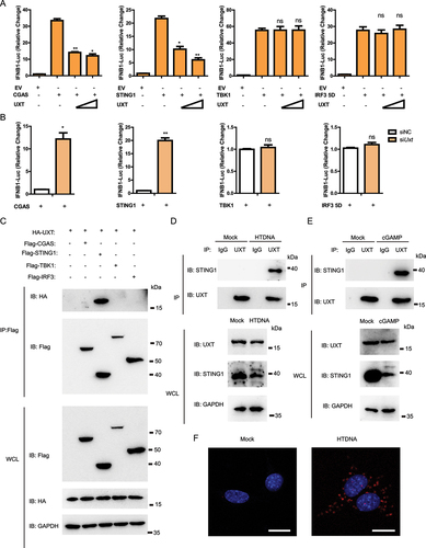 Figure 4. UXT regulates the CGAS-STING1 signaling at the STING1 level. (A) Luciferase activity in HEK293 cells transfected with an IFNB luciferase reporter, together with an empty vector or increasing amount of plasmid expressing UXT, activated by CGAS, STING1, TBK1 or IRF3 5D. The firefly- and renilla luciferase signals were detected with Dual Glo® luciferase assay (Promega). (B) Luciferase activity in HEK293 cells transfected with an IFNB luciferase reporter, together with negative control (NC) or Uxt siRNAs, activated by CGAS, STING1, TBK1 or IRF3 5D. The firefly- and renilla luciferase signals were detected with Dual Glo® luciferase assay (Promega). (C) HEK293T cells were transfected with the indicated plasmids. Then, cell lysates were immunoprecipitated with an anti-Flag antibody and then immunoblotted with the indicated antibodies. (D) MEFs were stimulated with HTDNA for 3 h, and the cell lysates were immunoprecipitated with an anti-UXT antibody or normal IgG, and then immunoblotted with the indicated antibodies. (E) MEFs were stimulated with cGAMP for 3 h, and the cell lysates were immunoprecipitated with an anti-UXT antibody or normal IgG, and then immunoblotted with the indicated antibodies. (F) MEFs were stimulated with HTDNA for 3 h, then PLA analysis was applied to detect the interaction between UXT and STING1. Scale bars: 20 μm. Graphs show the mean ± SEM, and the data shown are representative of three independent experiments. *p < 0.05; **p < 0.01; ***p < 0.001 (Two-tailed t-test).