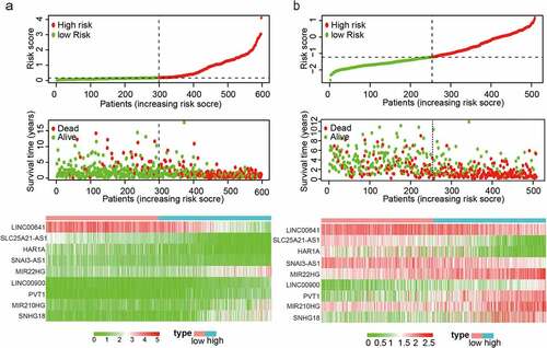 Figure 2. Distribution of risk scores, OS, and gene expression in TCGA and the CGGA datasets. (a, b) Distribution of risk scores and OS. (c) Heat map of the expression of nine EMT-related lncRNAs in low- and high-risk groups. Rows and columns show lncRNAs and patients, respectively