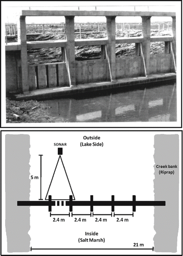 FIGURE 2. Top panel: dewatered view of the No-Name Bayou water control structure (WCS) as seen from the managed marsh (inside), showing the four bays (each 2.4 m wide, with a fixed-crest height of 1.4 m; photo courtesy of Cameron Prairie National Wildlife Refuge, Bell City, Louisiana). The far-left bay contains three vertical slots (0.15 m wide × 1.2 m high). The remaining three bays have no openings. Bottom panel: overhead diagram of the field sampling setup at each WCS, showing the placement of the platform-mounted dual-frequency identification sonar in front of the slotted bay on the lake side (outside).