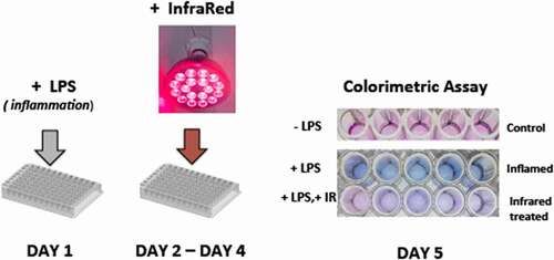 Figure 1. Inflammatory response to 720 nm Infrared Light in HEK293 cell cultures. DAY 1: cells were seeded into 96 well culture plates and exposed to LPS (bacterial lipopolysaccharide). Five duplicate wells were seeded per sample condition. DAY 2 – DAY 4: Cell cultures were exposed to 10 m of infrared LED light, 6 W/m2, applied once every 12 hours. DAY 5: Colorimetric assay of cell culture medium performed as in METHODS; blue coloration occurs as a consequence of the inflammatory response. Infrared Light exposure visibly decreases the inflammatory response. Results shown are from a single representative experiment