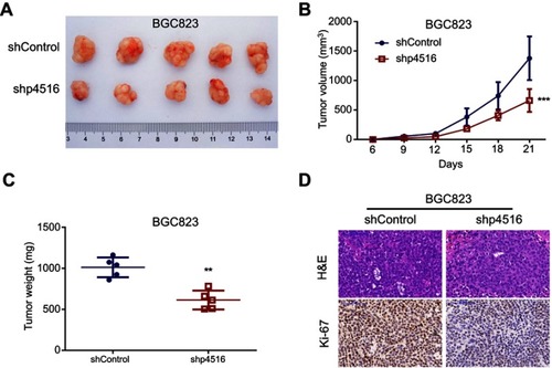 Figure 3 Knockdown of p4516 inhibited GC cell tumorigenicity in vivo. (A-C) p4516 knockdown inhibited the tumor formation and growth of xenografts by subcutaneous injection. The bar in B represents mean±SD (**p<0.01, ***p<0.001 vs the shControl). (D) H&E and immunohistochemical staining. Scale bars=100 μm.Abbreviations: GC, Gastric Cancer; SD, Standard Deviation; H&E, Hematoxylin and Eosin.