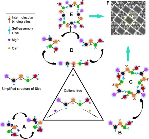 Figure 6 Schematic illustration showing the influence of cations on the formation of Slp lattices.Notes: (A) The addition of Mg2+ leads to a change in conformation and then formation of a dynamic equilibrium between the two conformations, but the self-assembly sites are buried in the core of these two conformations, which inhibits the formation of lattices. (B) These self-assembly sites are exposed in the presence of Ca2+, (C) which facilitates the formation of lattices. Without any addition of cations, (D) the dynamic equilibrium of the three conformations provides an opportunity to expose self-assembly sites, (E) allowing lattice formation. (F) Electron microscopy observation of p4 arrays of SlpB53. Adapted by permission from Springer Nature: Springer, Eur Biophys J. Analysis of self-assembly of S-layer protein slp-B53 from Lysinibacillus sphaericus, Liu J, Falke S, Drobot B, et al. Copyright 2017.Citation42
