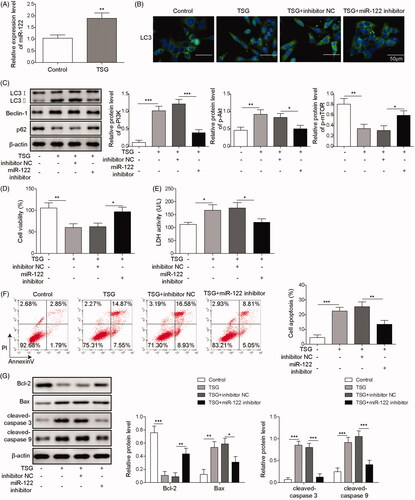 Figure 4. TSG induced autophagy and promoted apoptosis in WRL-68 cells by upregulating miR-122 expression. The miR-122 inhibitor was transfected into WRL-68 cells before treatment with 1000 μg/mL TSG. Then, qRT-PCR was performed to detect miR-122 expression (A); immunofluorescence was carried out to detect the influence of miR-122 on cell autophagy induced by TSG (B; scale bar, 50 μm); Western blotting was carried out to measure autophagy-related protein expression (C); MTT assay was performed to determine cell viability (D); LDH kits were used to detect LDH activity of WRL-68 cells (E); cell apoptosis was evaluated by flow cytometry (F); and Western blot was used to measure apoptosis-related protein expression (G). Comparisons were performed using paired t-test or one-way ANOVA. *p < 0.05, **p < 0.01, ***p < 0.001. Error bars represent SD. Data represent three independent experiments.