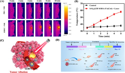 Figure 6. In vivo photothermal effect of the IZBFC NPs. (A) In vivo thermal imaging of MNNG/HOS tumor-bearing mice after intravenous injection of PBS buffer and IZBFC under an 808 nm laser irradiation for 10 min. (B) The time-dependent temperature evaluation profile of mice after treated with PBS and 808 nm laser irradiation. (C) Schematic illustration of in vivo therapy process in tumor-bearing mice. (D) Schematic illustration to show induced PTT/PDT combinatorial effect on tumor ablation.