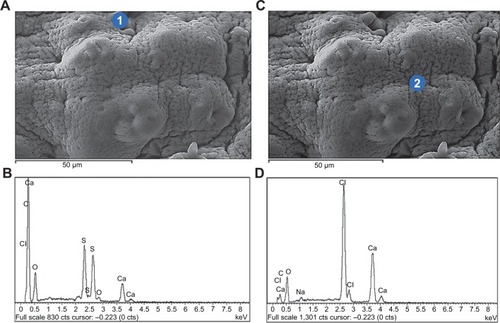 Figure 4 Energy dispersive X-ray spectra of PB-SA microcapsules.