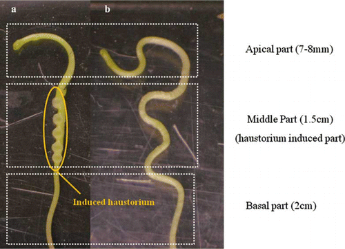 Figure 1.  Photography of Cuscuta seedling with and without haustorium. (a) haustorium induced Cuscuta seedling; (b) haustorium non-induced Cuscuta seedling.