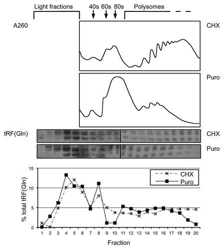 Figure 8. A proportion of cellular tRFs associate with polysomes. Cell lysate from HeLa cells was separated on a 10–50% (w/v) sucrose gradient to resolve polysomes. Cells were either treated with 50 µg/mL cycloheximide (7 min) or the chain terminator puromycin (200 µg/mL, 15 min) before lysis. The absorbance profile at 260 nm is shown. tRF(Gln) was detected using northern blotting, and quantifications of the level in each fraction are shown below the blots.