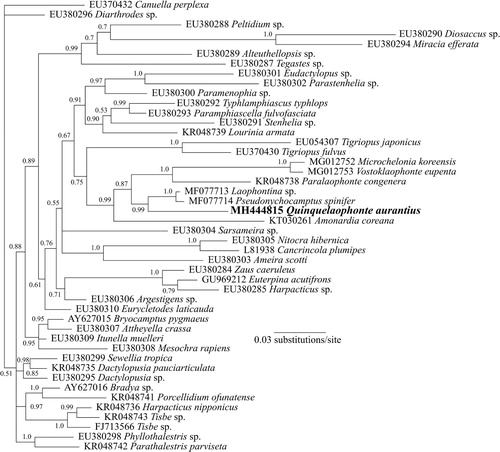 Figure 10. Phylogenetic analysis of Q. aurantius sp. nov. from Portobello Bay, New Zealand, and other Harpacticoida species showing alignment of partial 18S rDNA sequences using Bayesian analyses. Values at nodes represent Bayesian posterior probability support. Scale bar is substitutions per site.