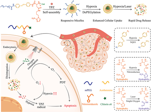 Scheme 1 Hypoxia- and singlet oxygen-responsive polymeric micelles for in tegration of photodynamic and chemotherapy therapy in a tumor-bearing mice model.