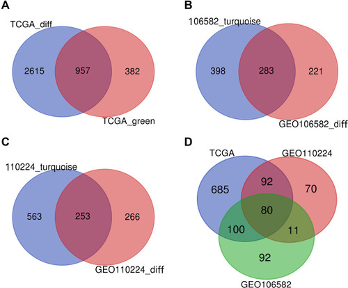 Figure 2 VENN. (A) DEGs of the most significant down-regulated module in the TCGA database. (B) DEGs of the most significant down-regulated module in the TCGA database. (C) DEGs of the most significant down-regulated module in the TCGA database. (D) DEGs were co-expressed in three databases.