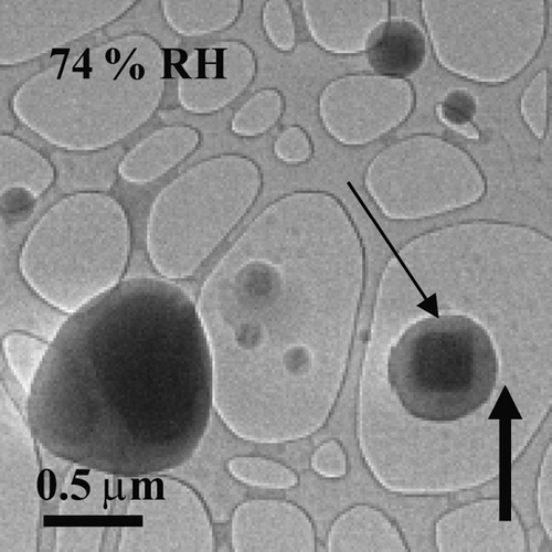 FIG. 1 Water uptake observed on the surfaces of NaCl particles at 74% RH. The thin arrow highlights particle rounding and water surrounding the solid core prior to deliquescence. The solid up arrow indicates increasing RH. The particles were prepared on an ultra-thin carbon film with a holey-carbon support film and generated using the bubbler method.