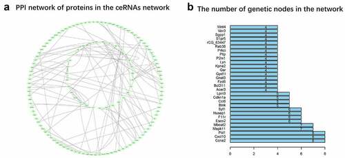 Figure 7. PPI network (a) The network is generated by String and the graph is generated by Cytoscope. The pale green oval represents an mRNA, and the lines represent a connection between the two mRNAs. (b) Nodes rank top 30 mRNAs in the network