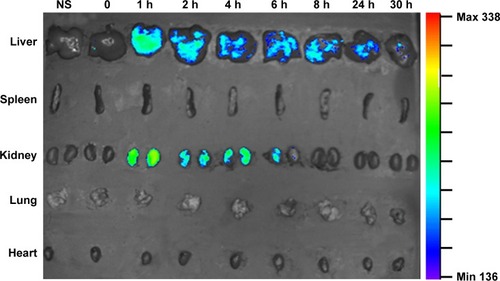 Figure 4 Representative ex vivo fluorescence imaging of tissues (heart, liver, spleen, lung, and kidney) harvested from the euthanized nude mice at 1, 2, 4, 6, 8, 24, and 30 hours post FITC–HPEI injection.Abbreviations: FITC, fluorescein isothiocyanate; HPEI, heparin–polyethyleneimine; NS, normal saline; h, hours; Min, minimum; Max, maximum.