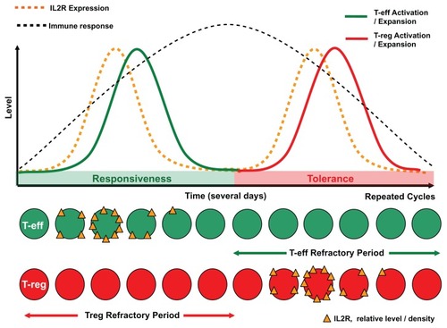 Figure 1 Progressive interleukin-2 (IL2R) receptor expression over time on T effector cells then regulatory T cells, and respective time-dependent activation of effector cells and regulatory cells.Notes: This sequential rise and fall of receptor density and expansion of alternating opposing T cell populations creates the homeostatic feedback loop of initiation then termination of the immune response. These cytokine and cellular kinetics are well described in the literature. The relative “refractory” period is predicted from the literature and biological principles observed in other systems, where restimulation is impeded.