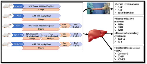 Figure 1. The timeline and design of the study.