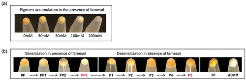 Figure 1. (a) Dose-dependent depigmentation of S. aureus. S. aureus cells grown in the presence of different concentrations of farnesol showed dose-dependent loss of pigmentation. (b) Farnesol sensitization and desensitization of S. aureus modulate cell pigmentation. Sensitization of S. aureus cells through daily passaging (P) in media supplemented with 50 µM of farnesol resulted in progressive loss of pigment with full depigmentation occurring at the third passage (FP3). However, desensitization of cells through passaging in farnesol-free media restored pigmentation (P5). The farnesol-induced depigmentation in the farnesol-sensitized S. aureus cells (FP3) is comparable to that in the S. aureus mutant strain (∆crtM) lacking staphyloxanthin. 0F are control cells not exposed to farnesol.