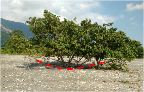 Figure 16. Submergence of natural vegetation in Jayanti river bed due to sediment and debris aggradation process by the river in monsoon months.