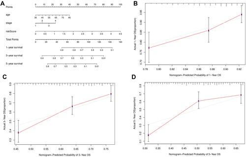 Figure 7 Nomogram prediction model in LUSC patients. (A) The nomogram of 1-year, 3-year or 5-year survival predictability based on risk score, age and TNM stage. (B–D) The calibration plots for predicting 1-year, 3-year or 5-year survival.