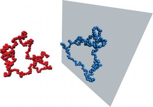 Figure 5. Representative conformations of a ring polymer far away (left) from and close (right) to a hard wall.