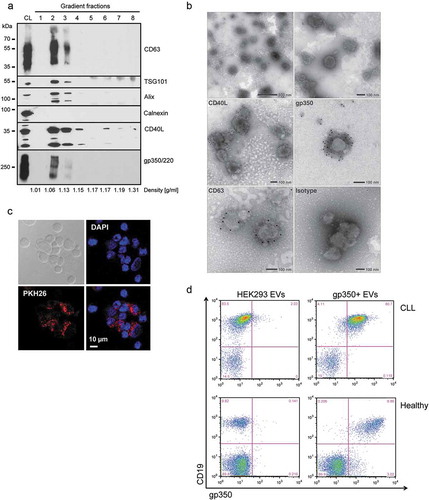 Figure 1. CD40L and gp350 are incorporated into EVs and confer B-cell tropism.HEK293 cells were transfected with CD40L and gp350 expression plasmids and EVs were isolated from conditioned cell culture supernatant by serial (ultra-) centrifugation and density gradient centrifugation. (a) The fractions of a bottom-up iodixanol gradient were analysed by Western blotting. EVs carrying CD40L and gp350 and the EV-enriched proteins CD63, TSG101 and Alix were mainly detected in fractions two and three. CL: cell lysate. (b) Electron microscopy analysis of EV preparations. For immune electron microscopy antibodies against CD63, CD40L, gp350 or an isotype control were used and detected by a gold-conjugated secondary antibody. (c) Confocal microscopy of CLL cells incubated for 24 h with CD40L+/gp350+ EVs labelled with the fluorescent dye PKH26. Cell nuclei were counterstained with DAPI (40× magnification). (d) EVs from untransfected HEK293 cells or cells expressing gp350 were incubated with PBMCs from a healthy donor or primary CLL cells. After 48 h, cells were washed, stained with CD19- and gp350-specific antibodies and analysed by flow cytometry.