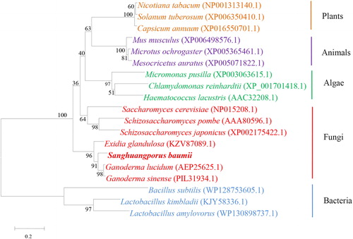Figure 3. Phylogenetic analysis of IDI protein of S. baumii and IDI protein of other species.
